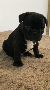 View Ad: French Bulldog Puppy for Sale near Missouri ...