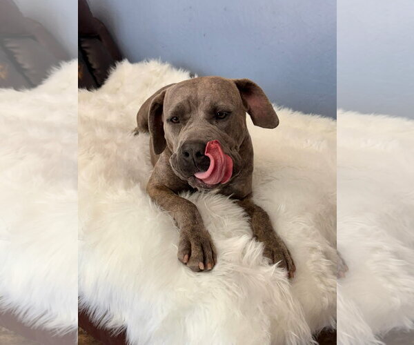 Medium Photo #7 Mutt Puppy For Sale in Goodyear, AZ, USA