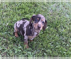 Dachshund Puppy for sale in DENHAM SPRINGS, LA, USA