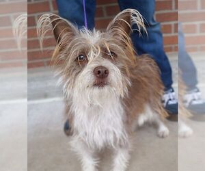 Cairn Terrier Dog for Adoption in Carrollton, Texas USA