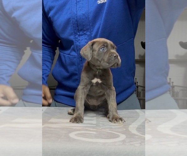 Medium Photo #3 Cane Corso Puppy For Sale in MOUNT MORRIS, MI, USA