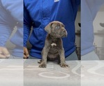 Small Photo #3 Cane Corso Puppy For Sale in MOUNT MORRIS, MI, USA