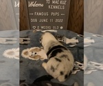 Small Photo #12 Welsh Cardigan Corgi Puppy For Sale in SUN PRAIRIE, WI, USA