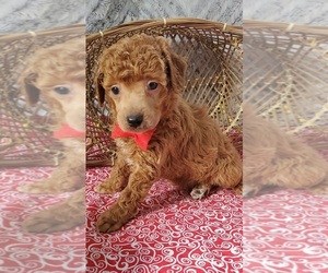 Poodle (Miniature) Puppy for sale in ODON, IN, USA