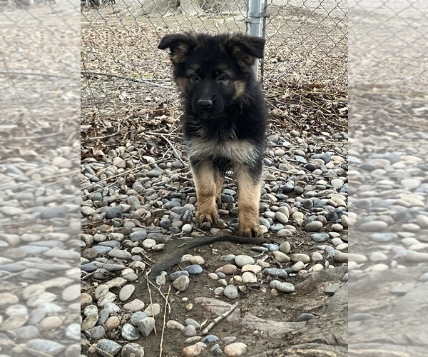 Medium Photo #2 German Shepherd Dog Puppy For Sale in WALLA WALLA, WA, USA