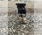 Small #1 German Shepherd Dog