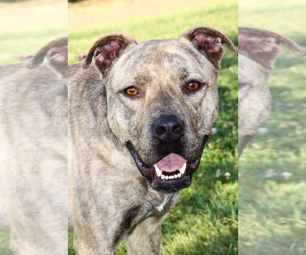 Medium Photo #3 American Pit Bull Terrier Puppy For Sale in Evansville, IN, USA
