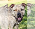 Small #2 American Pit Bull Terrier