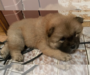 Chow Chow Puppy for sale in OXNARD, CA, USA