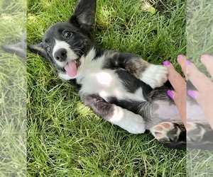 Cardigan Welsh Corgi Puppy for sale in CENTRAL POINT, OR, USA