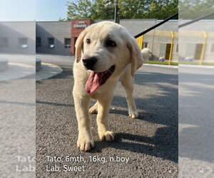 Labrador Retriever-Unknown Mix Dogs for adoption in Agoura Hills, CA, USA