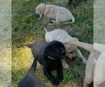Small #9 Labrador Retriever