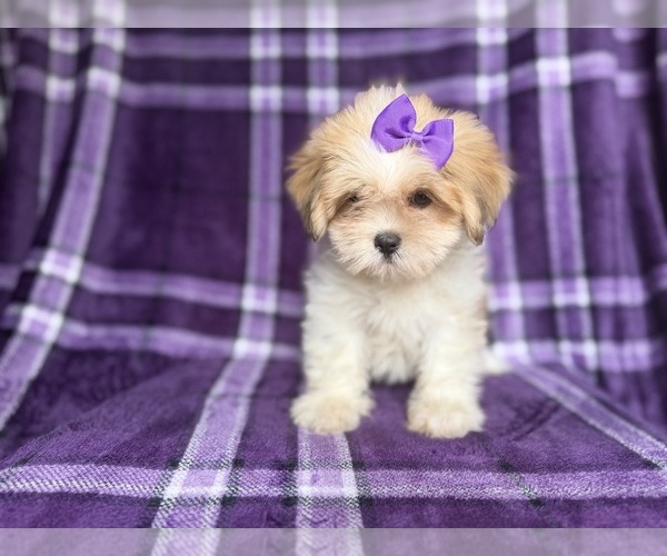 Medium Photo #8 Lhasa Apso Puppy For Sale in LAKELAND, FL, USA
