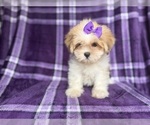Small #7 Lhasa Apso