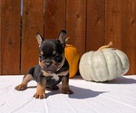 Small #3 French Bulldog