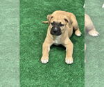 Small #1 Labrador Retriever Mix