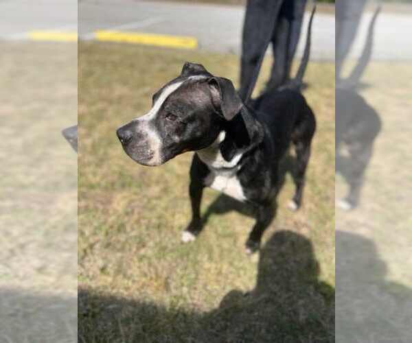 Medium Photo #3 Labrador Retriever-Unknown Mix Puppy For Sale in Orangeburg, SC, USA