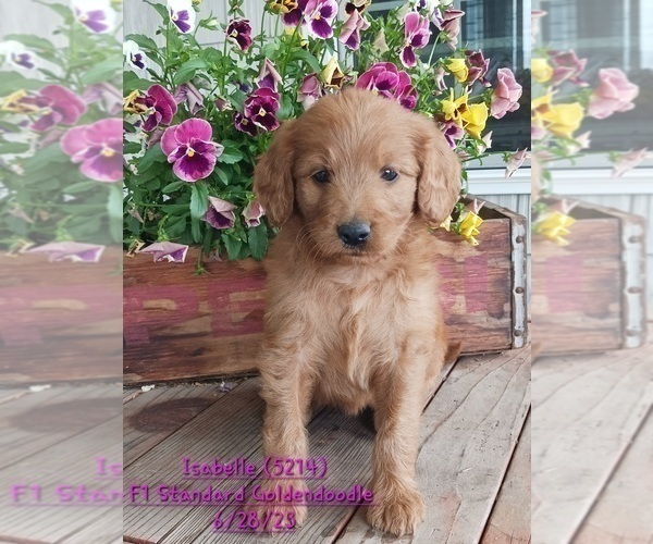 Medium Photo #1 Goldendoodle Puppy For Sale in TOPEKA, IN, USA