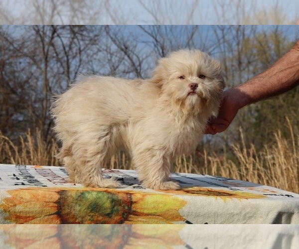 Medium Photo #18 ShihPoo Puppy For Sale in DYERSBURG, TN, USA