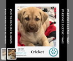 Small Photo #1 Labrador Retriever-Unknown Mix Puppy For Sale in Kimberton, PA, USA