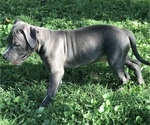 Small Photo #5 American Bully Puppy For Sale in SALEM, IL, USA
