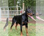 Small #4 Doberman Pinscher