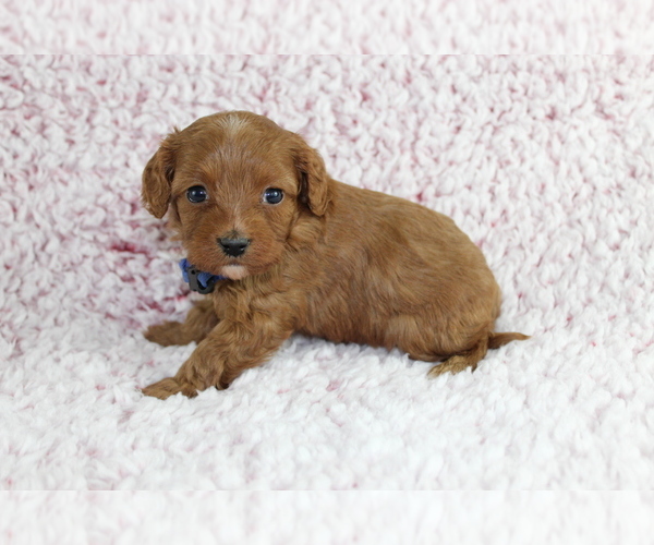 Medium Photo #1 Cavapoo Puppy For Sale in HOMELAND, CA, USA