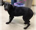 Small Labrador Retriever
