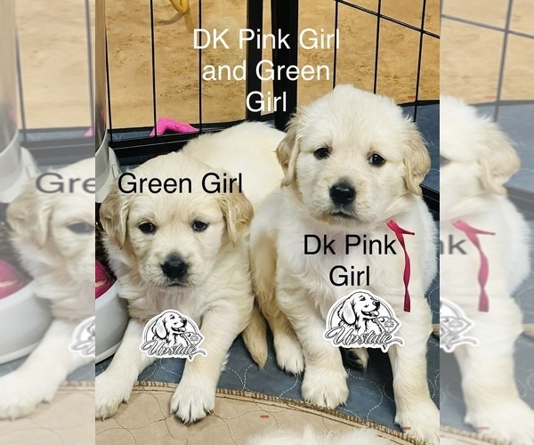 Medium Photo #6 Golden Retriever Puppy For Sale in BOILING SPGS, SC, USA