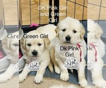 Small Photo #6 Golden Retriever Puppy For Sale in BOILING SPGS, SC, USA