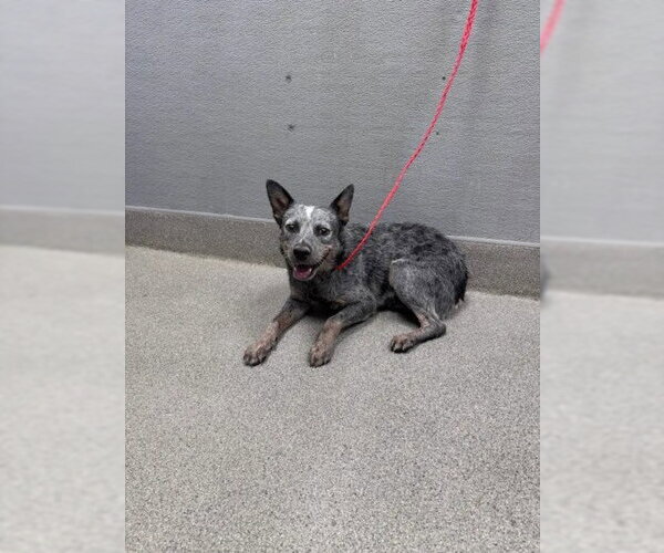 Medium Photo #1 Mutt Puppy For Sale in Las Vegas, NV, USA