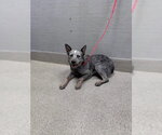 Small Mutt