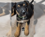 Small Photo #1 German Shepherd Dog Puppy For Sale in Kansas City, MO, USA