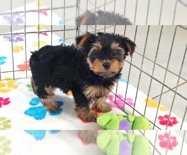 Medium Photo #2 Yorkshire Terrier Puppy For Sale in ORO VALLEY, AZ, USA