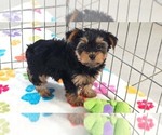 Small Photo #2 Yorkshire Terrier Puppy For Sale in ORO VALLEY, AZ, USA