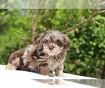 Small #17 ShihPoo