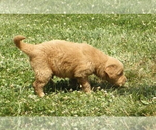 Medium Photo #3 Goldendoodle Puppy For Sale in VERMONTVILLE, MI, USA