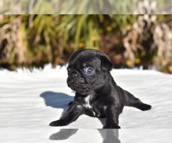 Medium Photo #3 Pug Puppy For Sale in PALM COAST, FL, USA