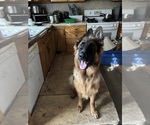 Small #5 German Shepherd Dog