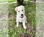 Small #6 German Shepherd Dog