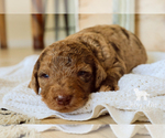 Small Photo #11 Bernedoodle Puppy For Sale in CARLOCK, IL, USA