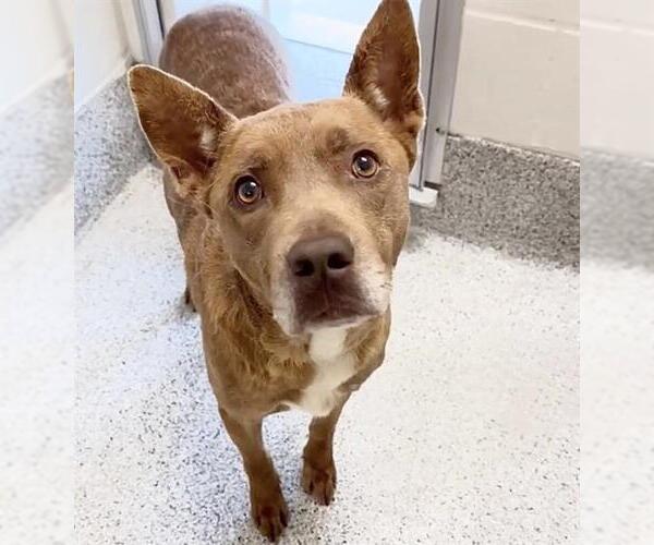 Medium Photo #2 Labrador Retriever Puppy For Sale in Houston, TX, USA