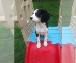 Small Photo #85 Australian Shepherd-Cavalier King Charles Spaniel Mix Puppy For Sale in HOWLAND, OH, USA