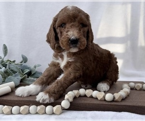 Goldendoodle Puppy for sale in ALEXANDRIA, VA, USA