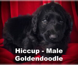 Golden Retriever Dogs for adoption in Studio City, CA, USA