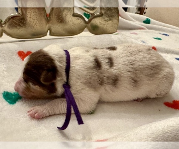 Medium Photo #2 Border Collie Puppy For Sale in MARYVILLE, TN, USA