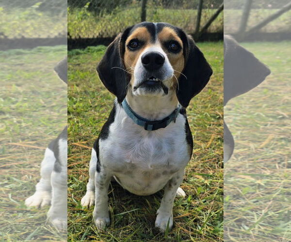 Medium Photo #3 Beagle Puppy For Sale in Cookeville, TN, USA