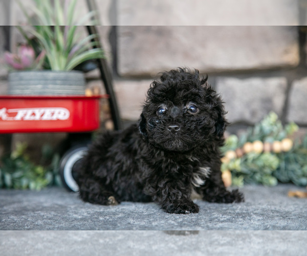 Medium Photo #8 Havapoo Puppy For Sale in SUGARCREEK, OH, USA