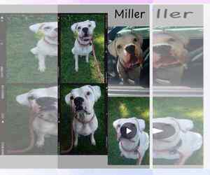 Boxer Dogs for adoption in Woodbury, MN, USA