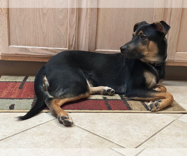 Medium Photo #2 Mutt Puppy For Sale in Woodbury, NY, USA